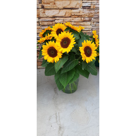 Tournesol Vincent's Choice