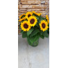 Tournesol Vincent's Choice