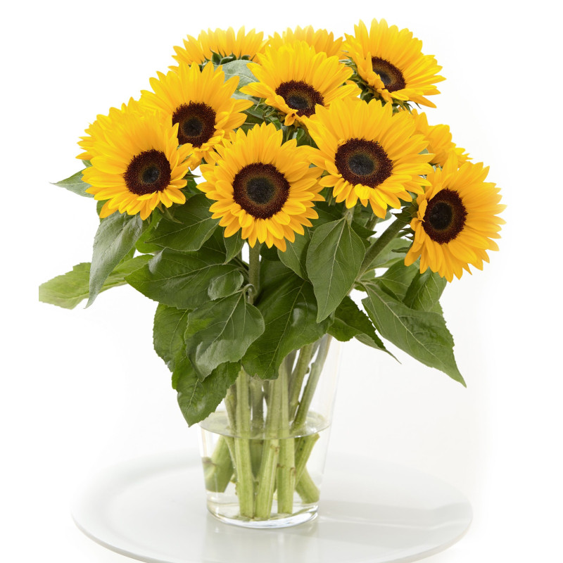 Tournesol Sunrich Summer Provence