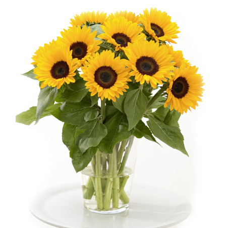 Tournesol Sunrich Summer Provence