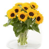 Tournesol Sunrich Summer Provence