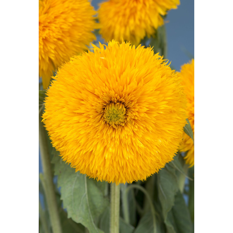 Tournesol Double Sunking
