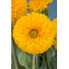 Tournesol Double Sunking