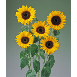Tournesol Tiffany