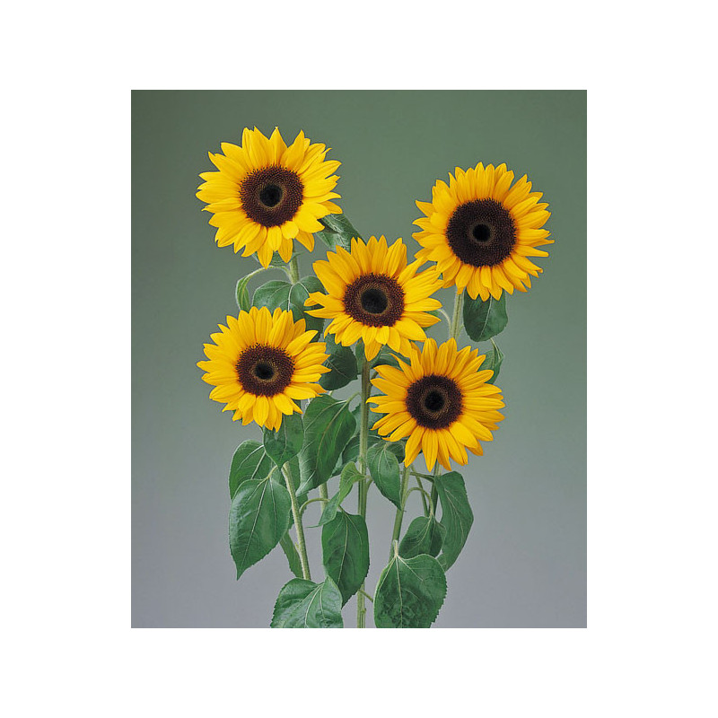 Tournesol Tiffany
