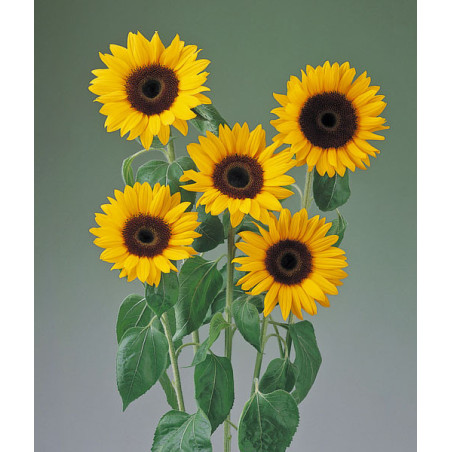 Tournesol Tiffany