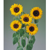 Tournesol Tiffany