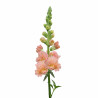 Muflier Snapstar Champagne (Antirrhinum)