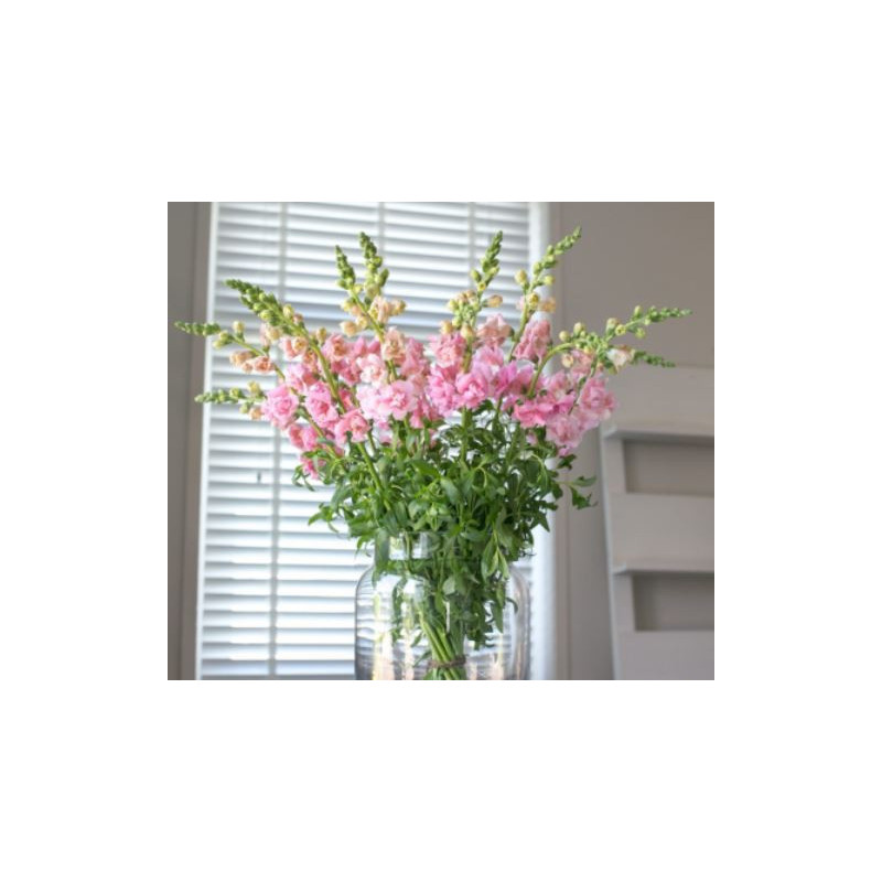 Muflier Snapstar Rose (Antirrhinum)
