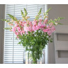Muflier Snapstar Rose (Antirrhinum)