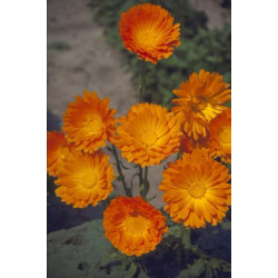 Calendula Ball’s Orange