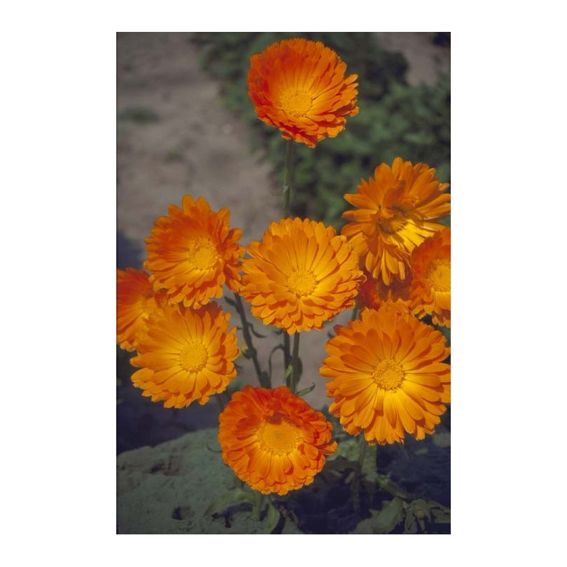 Calendula Ball’s Orange