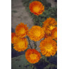 Calendula Ball’s Orange