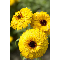 Calendula Ball’s Jaune