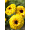 Calendula Ball’s Jaune