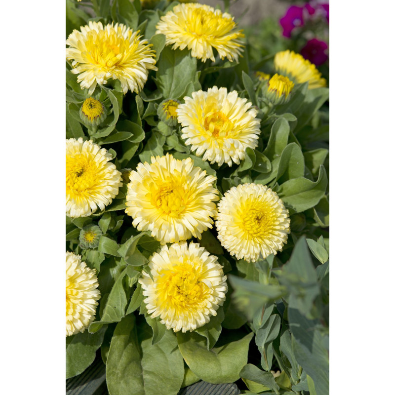 Calendula Double Lemon
