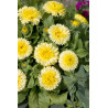 Calendula Double Lemon