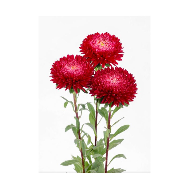 Reine-Marguerite Azumi XL Red (Callistephus) ASTER