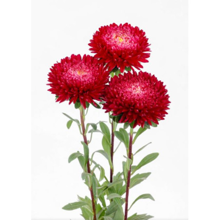 Reine-Marguerite Azumi XL Red (Callistephus) ASTER