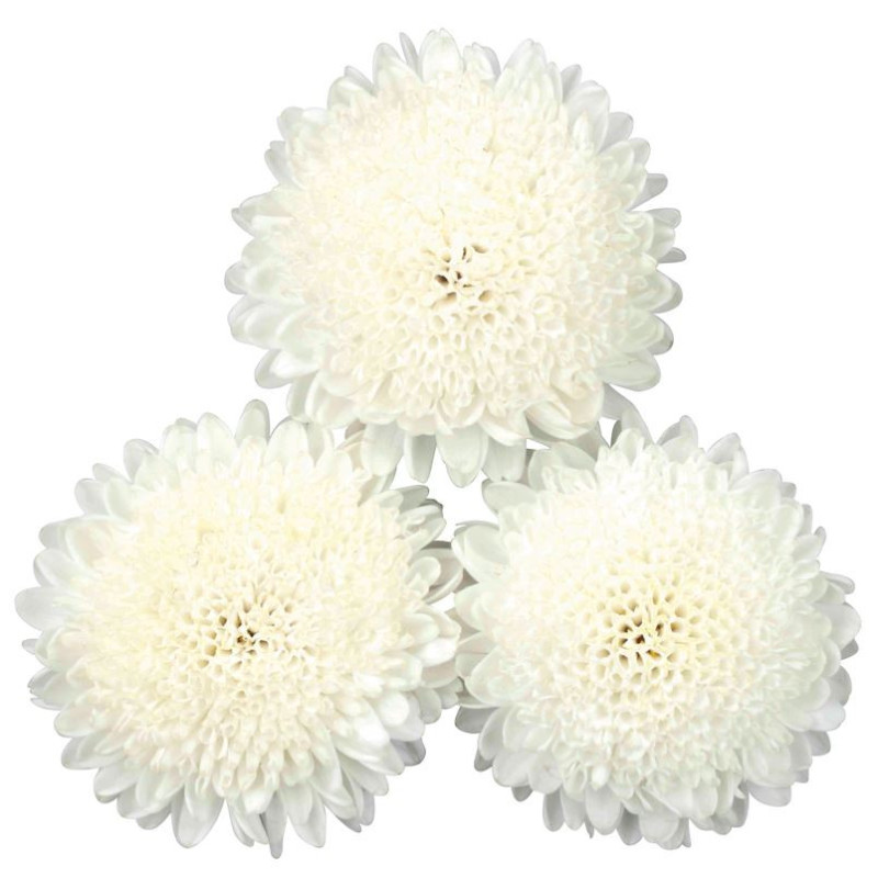 Reine-Marguerite Bonita White (Callistephus) ASTER