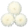 Reine-Marguerite Bonita White (Callistephus) ASTER