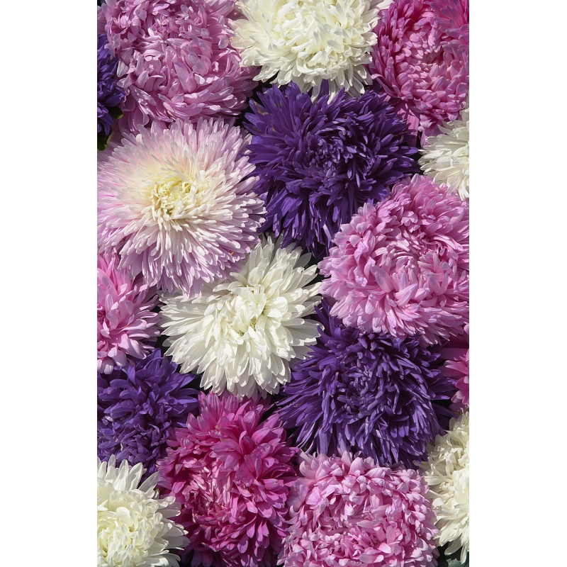 Reine-Marguerite King Size - Mélange Prestige (Callistephus) ASTER