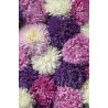 Reine-Marguerite King Size - Mélange Prestige (Callistephus) ASTER