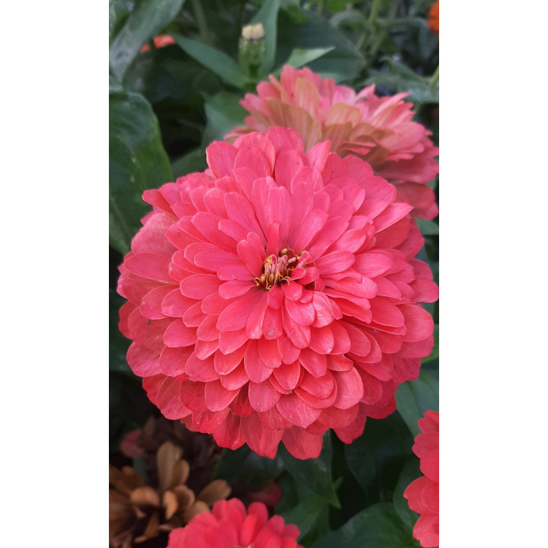 Zinnia Benary’s Giant Coral