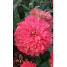 Zinnia Benary’s Giant Coral