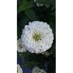 Zinnia Benary’s Giant White