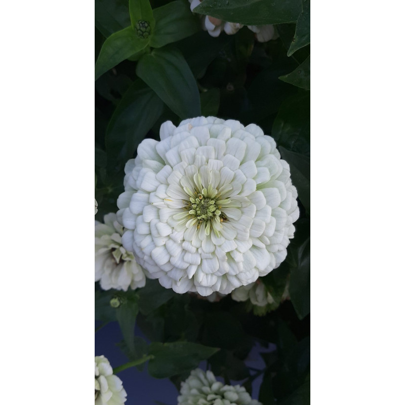 Zinnia Benary’s Giant White