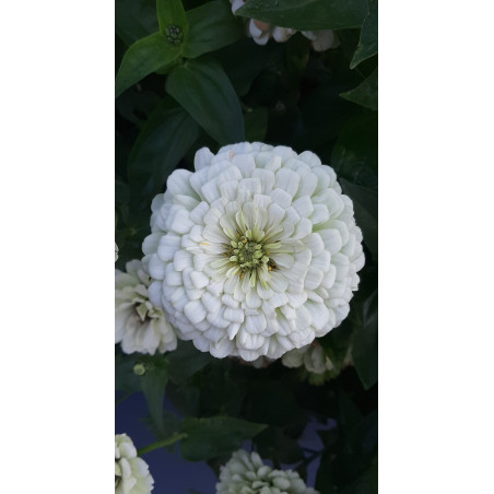 Zinnia Benary’s Giant White