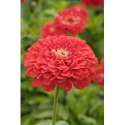 Zinnia Dahlia-flowered Coral Beauty