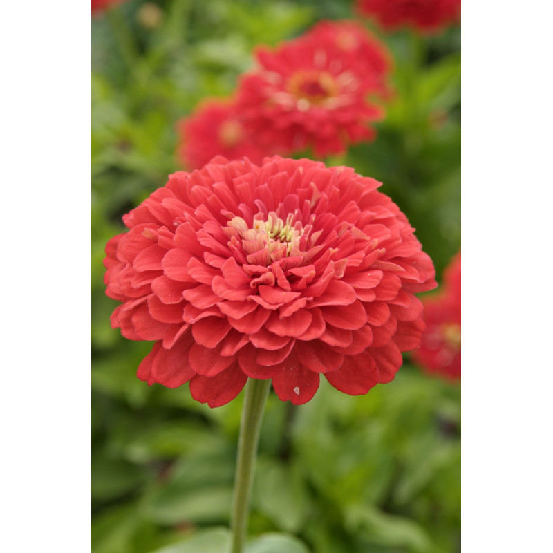 Zinnia Dahlia-flowered Coral Beauty