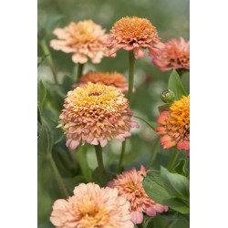 Zinnia Cresto! Peachy Pink