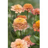 Zinnia Cresto! Peachy Pink