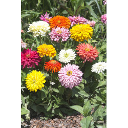 Zinnia Takii’s Choice - Mélange d'Exception
