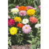 Zinnia Takii’s Choice - Mélange d'Exception
