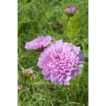 Cosmos Double Dutch Rose