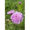 Cosmos Double Dutch Rose