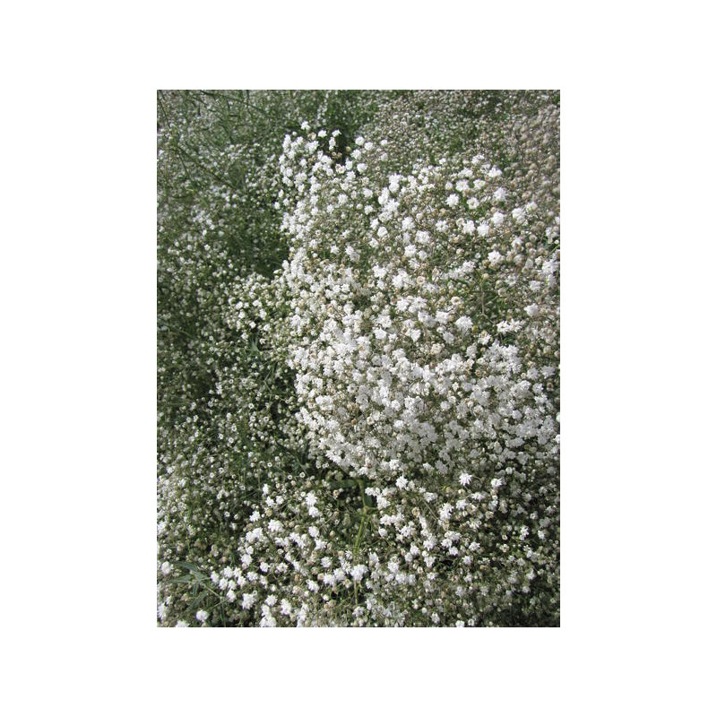 Nom du Produit : Gypsophile Snowflake (Brouillard d'été)
