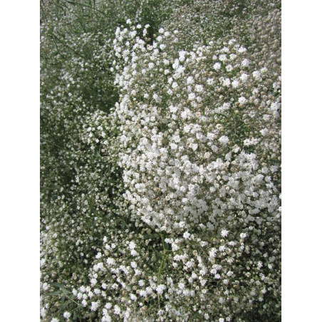 Nom du Produit : Gypsophile Snowflake (Brouillard d'été)