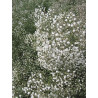 Nom du Produit : Gypsophile Snowflake (Brouillard d'été)