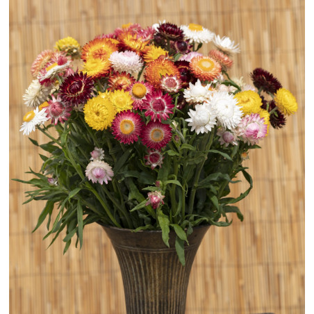 L'Immortelle King Size Mix