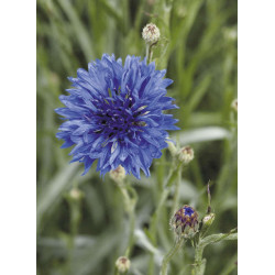 Bleuet Blue Boy (Centaurea)